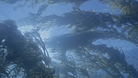 Young harbor seal swims toward camera Stock Footage 345742835