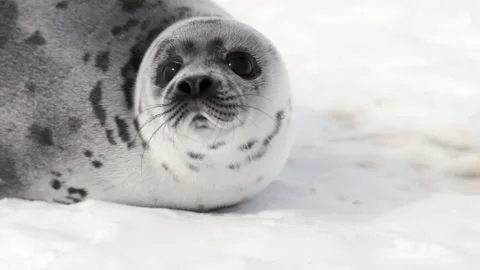 Young Harp Seal Stock Footage 150838751