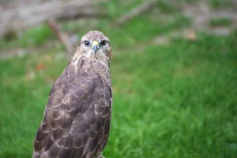 Young hawk in captivity in zoo in summer day Stock Photos