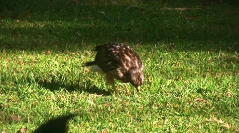 Young Hawk Eating Insects Stock Footage 7766464