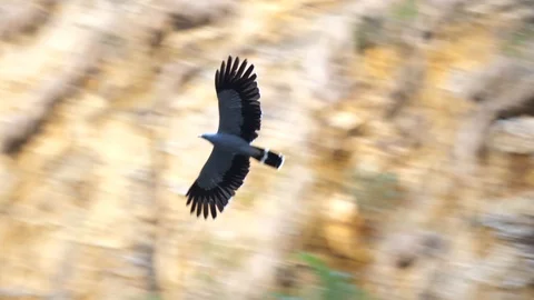 Young Hawk Flies Along Cliffs in the Canyon De Maki, Madagascar Stock Footage 125344944