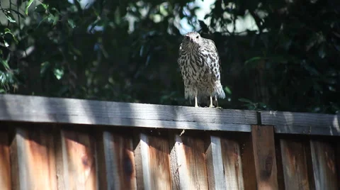 Young hawk Stock Footage 4280132