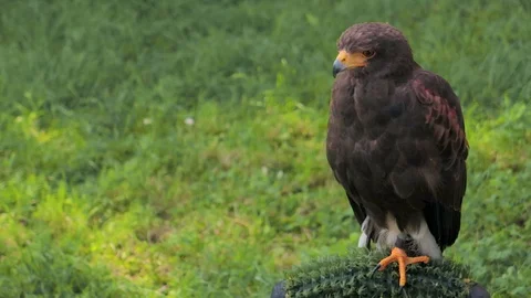 Young Hawk Perched on the Perch Vídeos de archivo 90959481