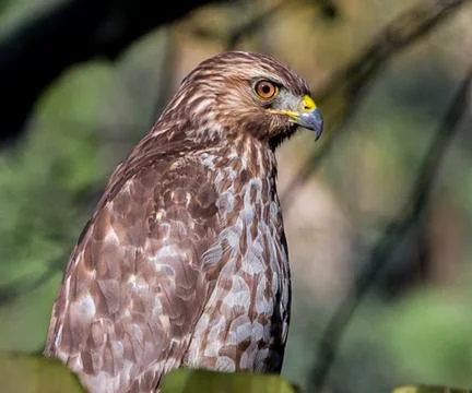 Young hawk sitting Stock Photos