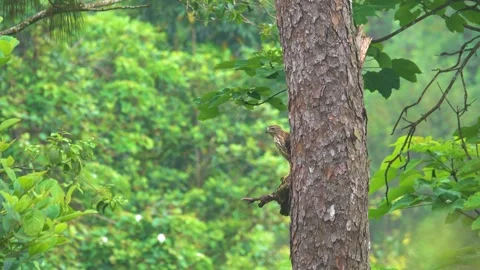 The Young Hawk in vietnam Stock Footage 342532517