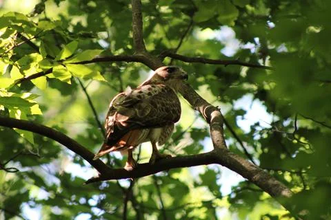 Young Hawk in the Woods 库存照片