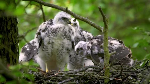 Young Hawks Interacting in a Nest Under Natural Light Stock-Footage 341211404