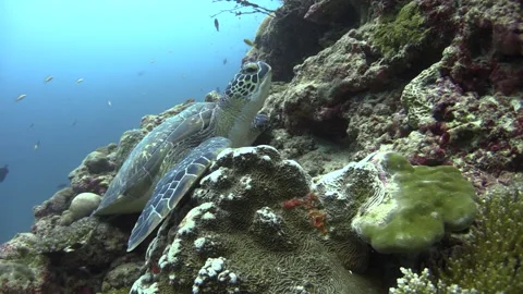 Young hawksbill turtle dosing off on coral slope, medium shot with blue Stock Footage 166441345