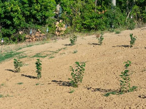 Young hazel tree saplings recently planted in a plowed field Stock Photos