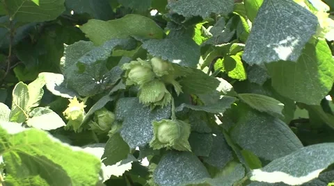 Young hazelnut branch Vídeo Stock 41128878