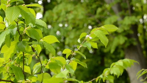 Young hazelnut. Spring tree. Stock Footage 105133398