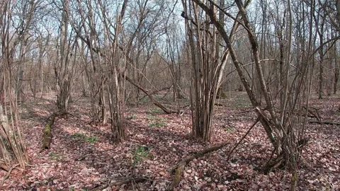Young hazelnut trees grow in small groups, mixing with other trees. Stock Footage 332616715