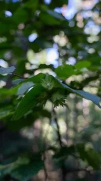 Young hazelnuts growing in the forest Stock Photos