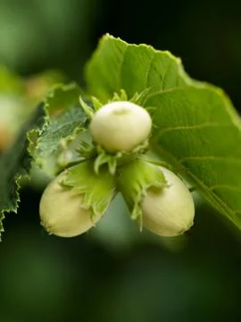 Young hazelnuts macro Foto stock