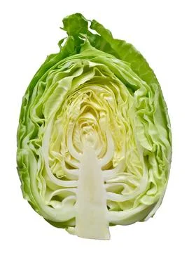 Young head of green cabbage in a section on an isolated white background Stock Photos