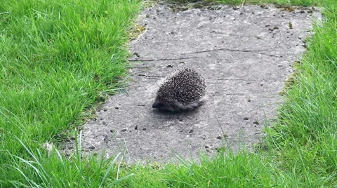 Young hedgehog being picked up and rescued by man in garden  Stock Footage 67619343