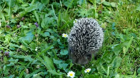 Young hedgehog digging in meadow 库存影片 11838022