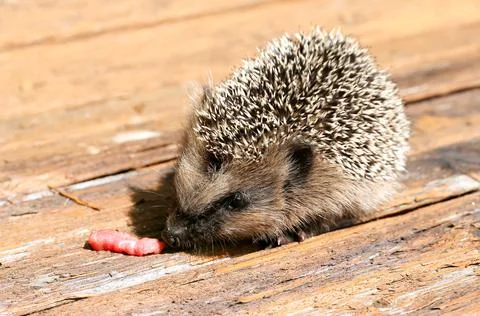 Young hedgehog eats raw meat old vintage wooden background is summer spring Stock Photos