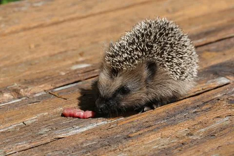 Young hedgehog eats raw meat old vintage wooden background is summer spring Stock Photos