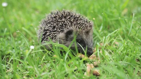Young Hedgehog Video stock 51750932