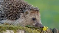 Young Hedgehog In Forest Stock Footage