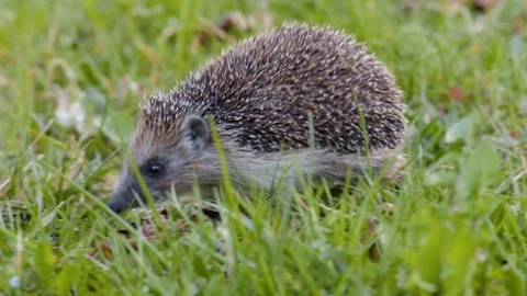 Young hedgehog in forest Stock Footage 108324978