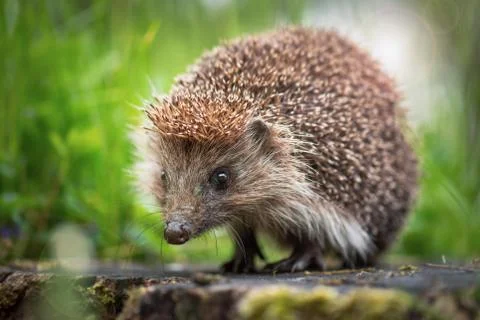 Young hedgehog in forest Stock Photos
