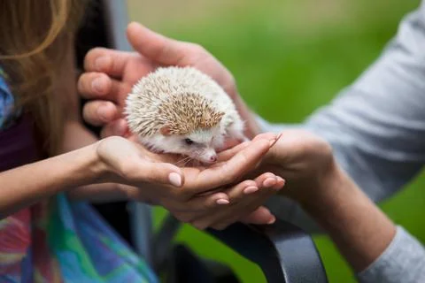 Young hedgehog in hands Stock Photos