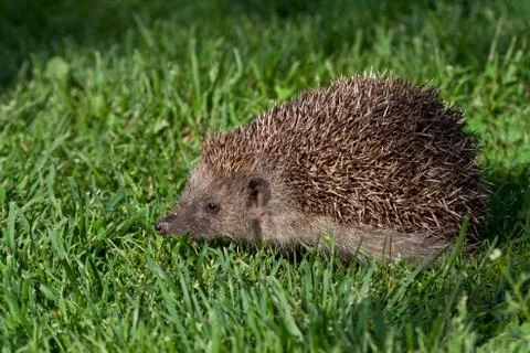 Young hedgehog Stock Photos