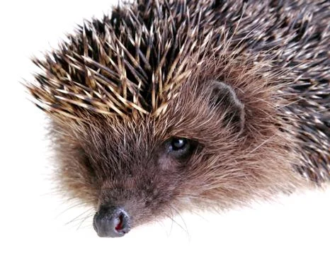 Young hedgehog Foto stock