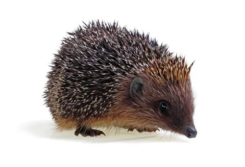 Young hedgehog Stock Photos