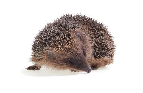 Young hedgehog Stock Photos