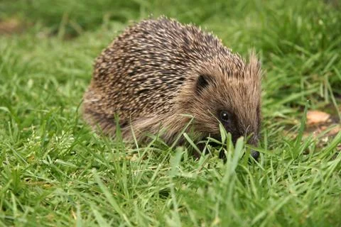 Young hedgehog Stock Photos