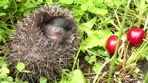 Young hedgehog rolling over, sniffing cherries and standing on its paws Video stock 157322430