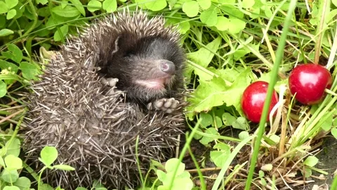 Young hedgehog rolling over, sniffing cherries Stock Footage 158095179