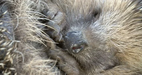 Young hedgehog rolls into a tight ball - detail Vidéo 132081354