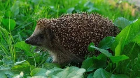 Young hedgehog sniffs and bristles. Wild animal in natural habitat. Slow motion Stock Footage 238060123