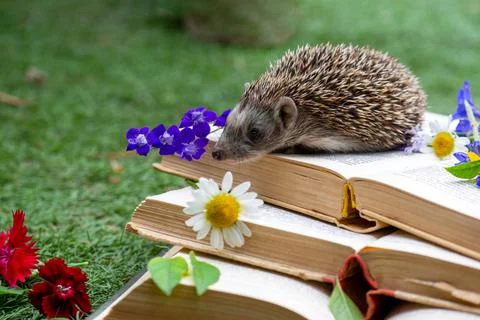 A young hedgehog sniffs a beautiful chamomile on books Stock Photos