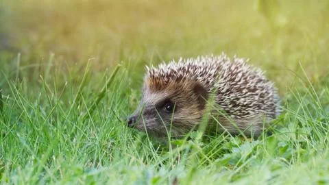 Young hedgehog walking in the grass. Stock Photos