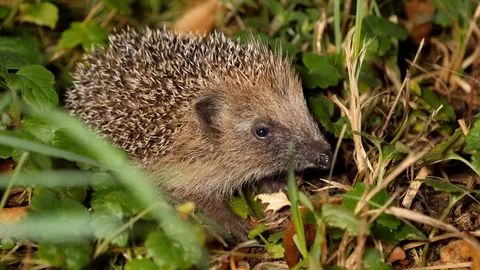 Young hedgehog´s first trip without mother, wildlife - Erinaceidae - Stock Footage 113468451