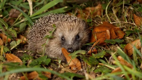 Young hedgehog´s first trip without mother, wildlife - Erinaceidae - Stock Footage 113468509