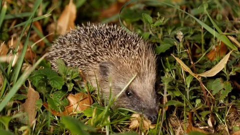 Young hedgehog´s first trip without mother, wildlife - Erinaceidae - Stock Footage 113468511