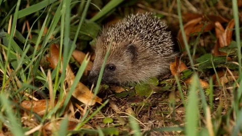 Young hedgehog´s first trip without mother, wildlife - Erinaceidae - Stock Footage 113468513