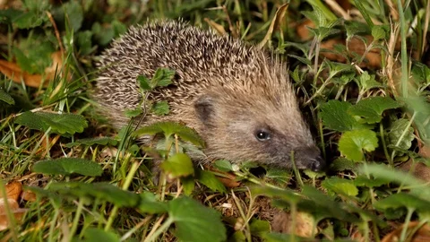 Young hedgehog´s first trip without mother, wildlife - Erinaceidae - Stock Footage 113468585