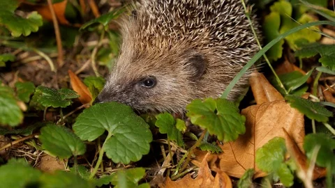 Young hedgehog´s first trip without mother, wildlife - Erinaceidae - Stock Footage 113468642