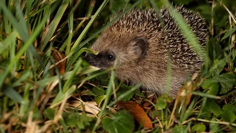 Young hedgehog´s first trip without mother, wildlife - Erinaceidae - Stock Footage 113468741