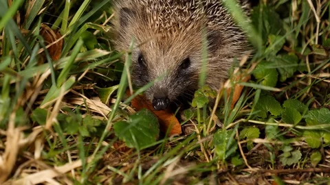 Young hedgehog´s first trip without mother, wildlife - Erinaceidae - Stock Footage 113468855