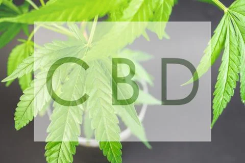 Young Hemp plant within frame Stock Photos