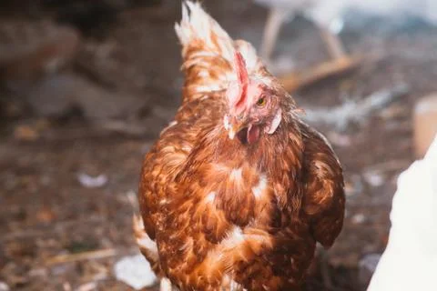 A young hen is looking to the camera Stock Photos