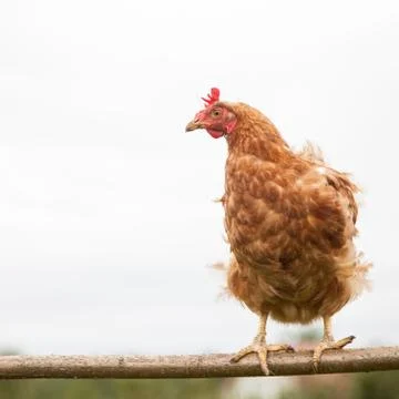 Young hen on the perch Stock Photos